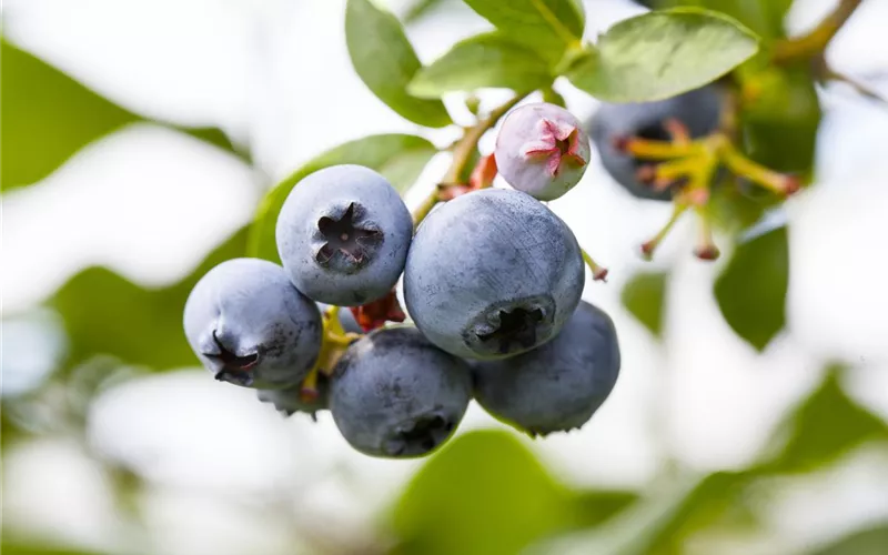 Der Obstgarten – viele Leckereien für große und kleine Naschkatzen