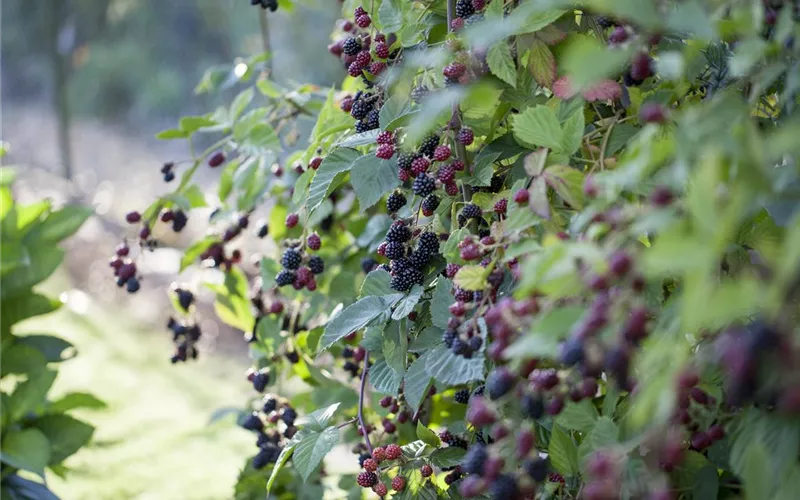 Der Obstgarten – viele Leckereien für große und kleine Naschkatzen