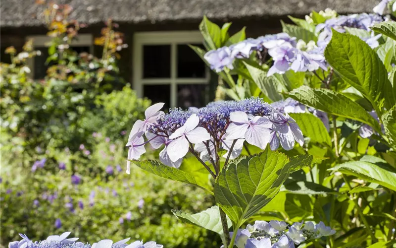 Pflanzpartner für Hortensien – Ideen für den Garten