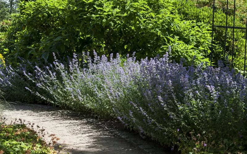 Sie sind bewegend! Wege, die durch den Garten führen.