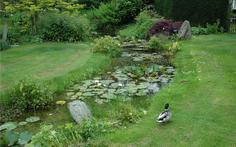 Der Bachlauf im Garten – Wasser bringt Ruhe und Erholung