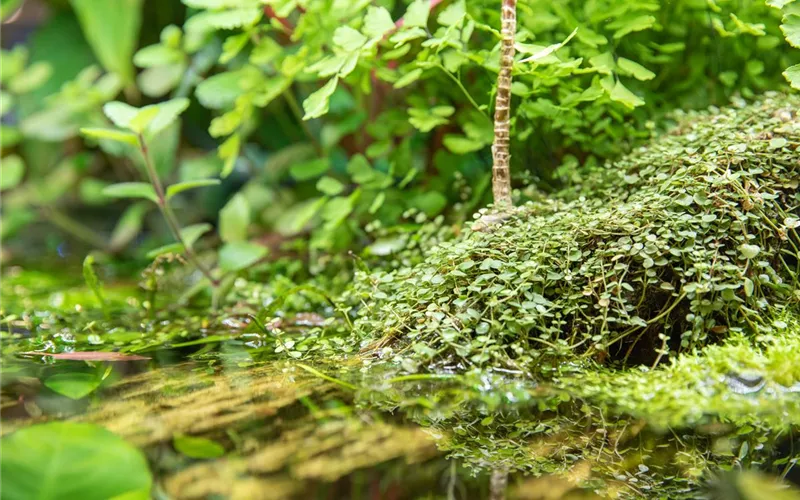Der Bachlauf im Garten – Wasser bringt Ruhe und Erholung