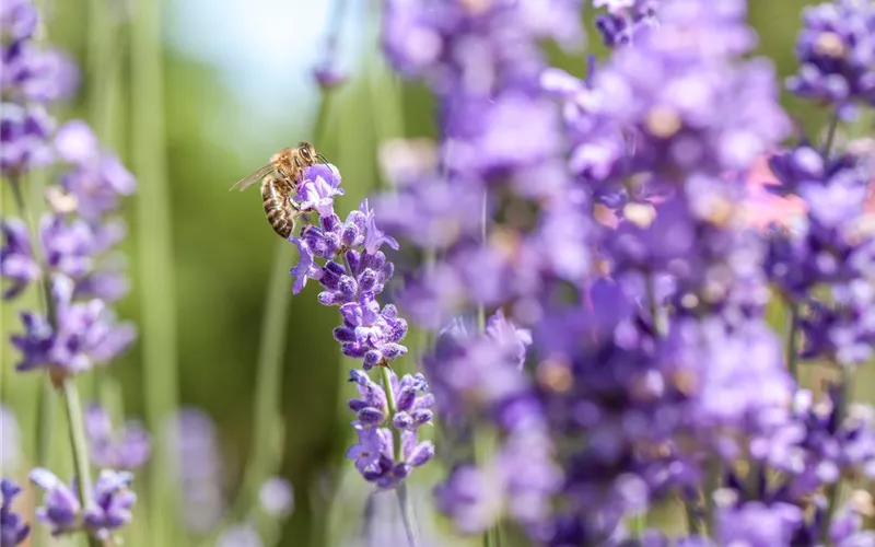 Bienenfreundliche Sommerblumen – ein Büffet für Biene und Co.