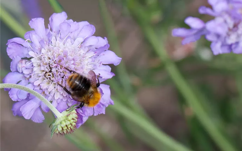 Bienenfreundliche Sommerblumen – ein Büffet für Biene und Co.