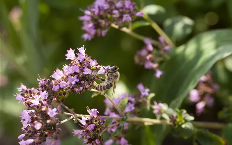 Bienenfreundliche Sommerblumen – ein Büffet für Biene und Co.
