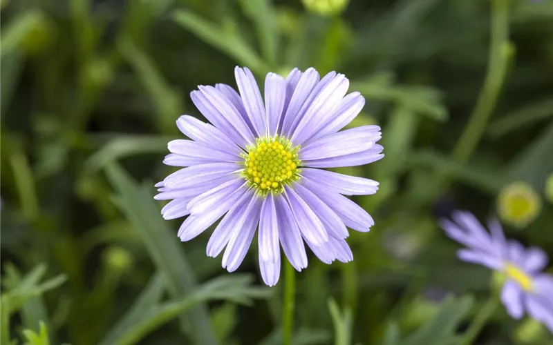 Essbare Blüten - Die schönsten Rezepte