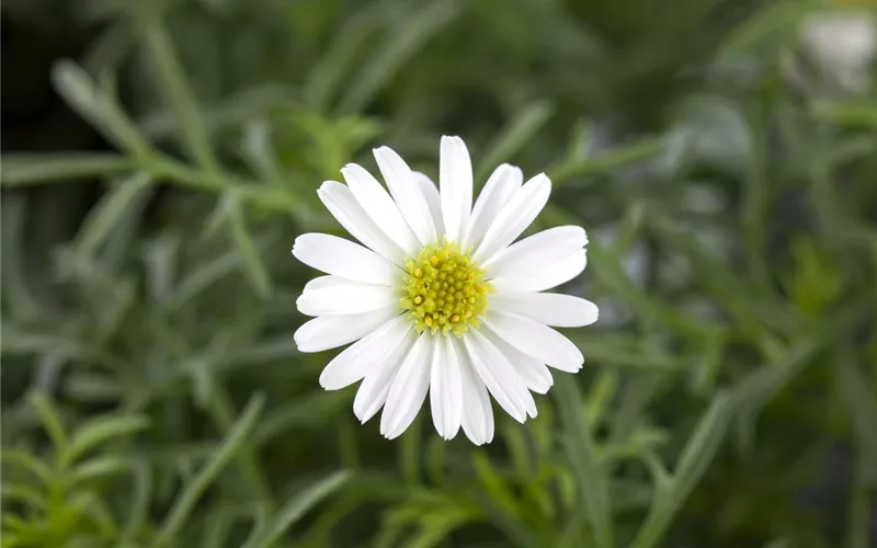 Essbare Blüten - Die schönsten Rezepte