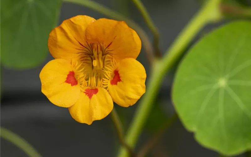 Essbare Blüten - Die schönsten Rezepte