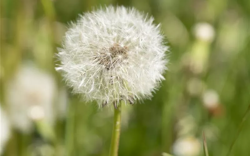 Essbare Blüten - Die schönsten Rezepte