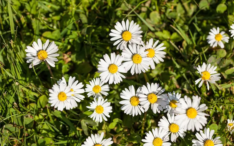 Essbare Blüten - Die schönsten Rezepte