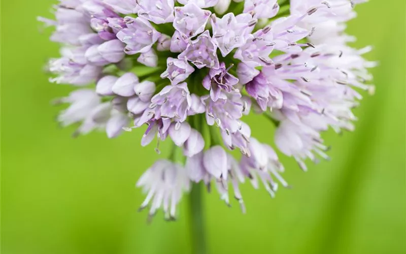 Allium – pflegeleichter Zierlauch als Gartenschmuck