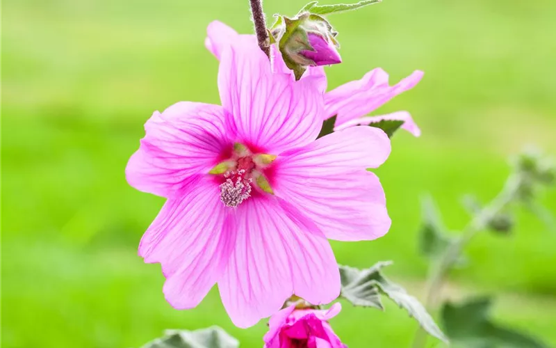 Essbare Blüten