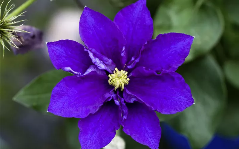 Blumenbeete in Blau und Violett