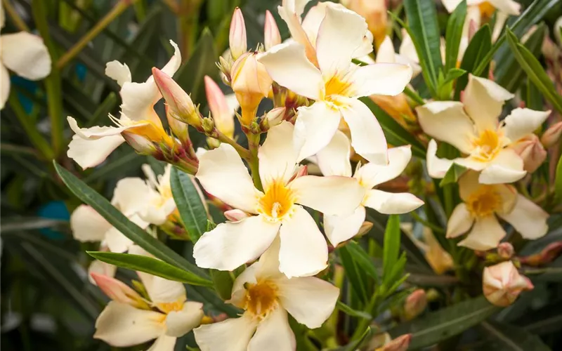 Oleander – Blütenpracht bei richtiger Pflege