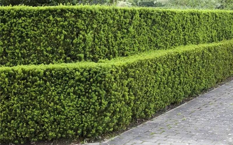 Pflegeleichter Garten: Wohlfühloase trotz wenig Zeit