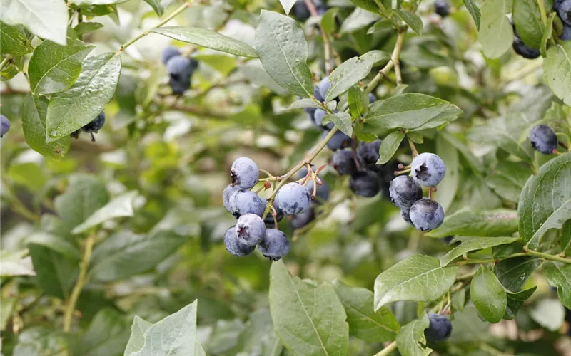 Pflegeleichter Garten: Wohlfühloase trotz wenig Zeit