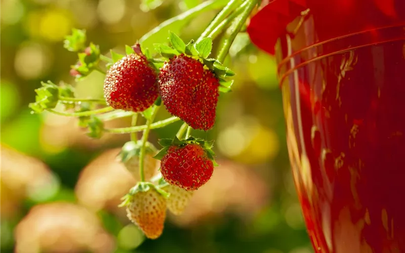Erdbeeren – rot, rund und richtig lecker!