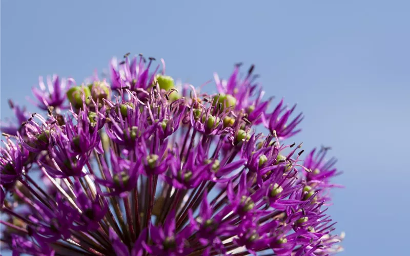 Essbare Blüten machen immer mehr Furore