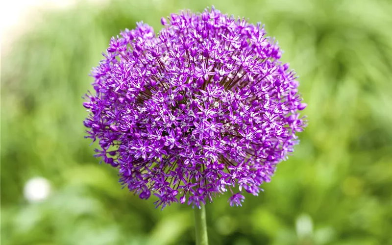 Essbare Blüten machen immer mehr Furore