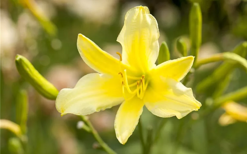 Essbare Blüten machen immer mehr Furore