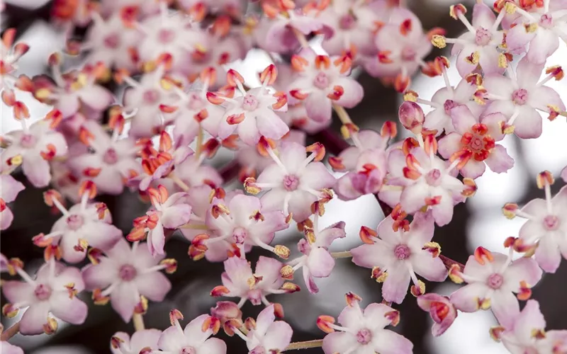 Essbare Blüten machen immer mehr Furore