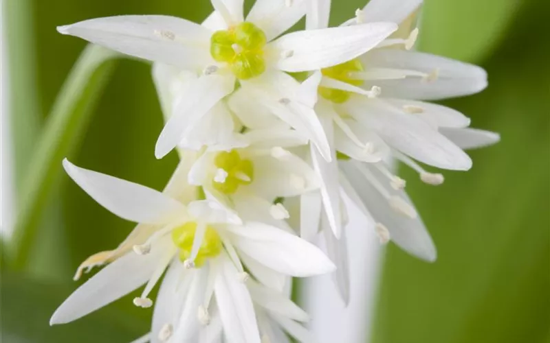 Wildkräuter, Speisepläne und Lebenslust – eine große Natürlichkeit kündigt sich an
