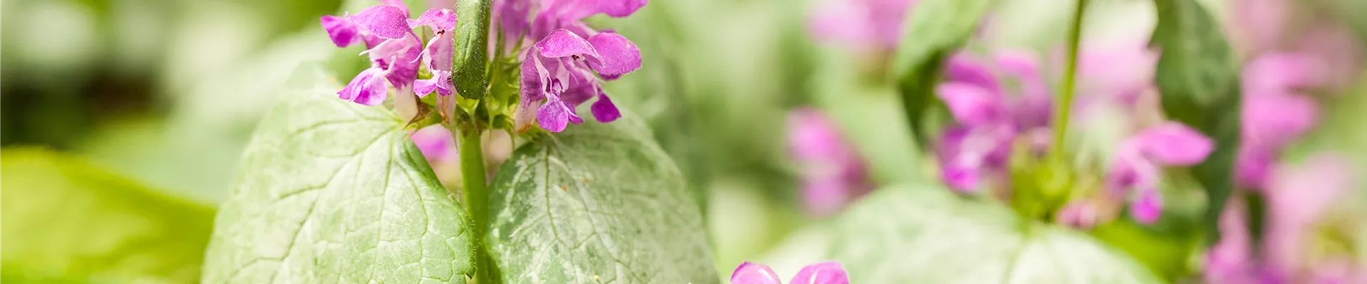 Lamium maculatum