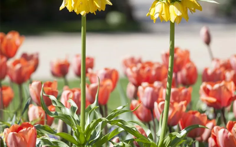 Kaiserkronen – Prachtblumen hoch hinaus