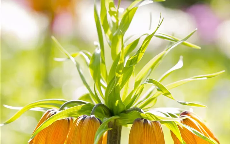 Kaiserkronen – Prachtblumen hoch hinaus