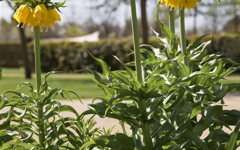 Kaiserkronen – Prachtblumen hoch hinaus