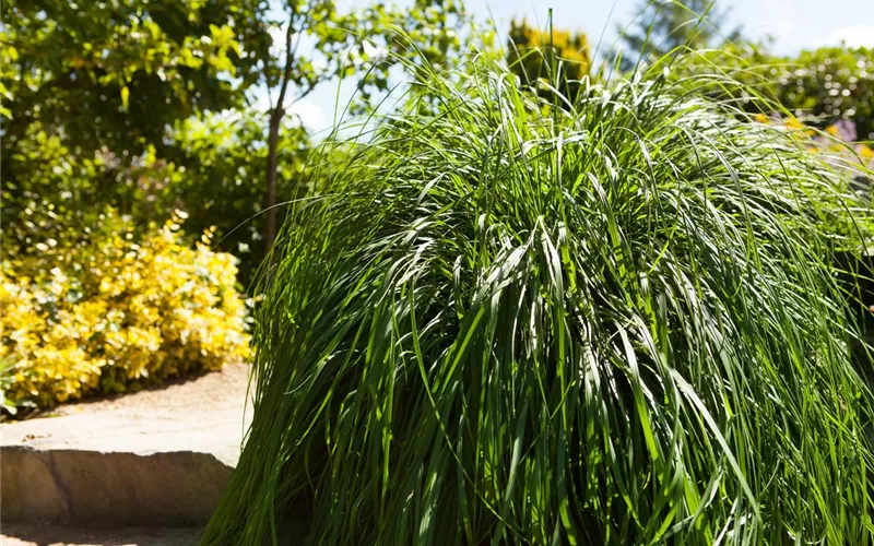 Möchten Sie Ihren Garten umstylen? So geht es ganz schnell 