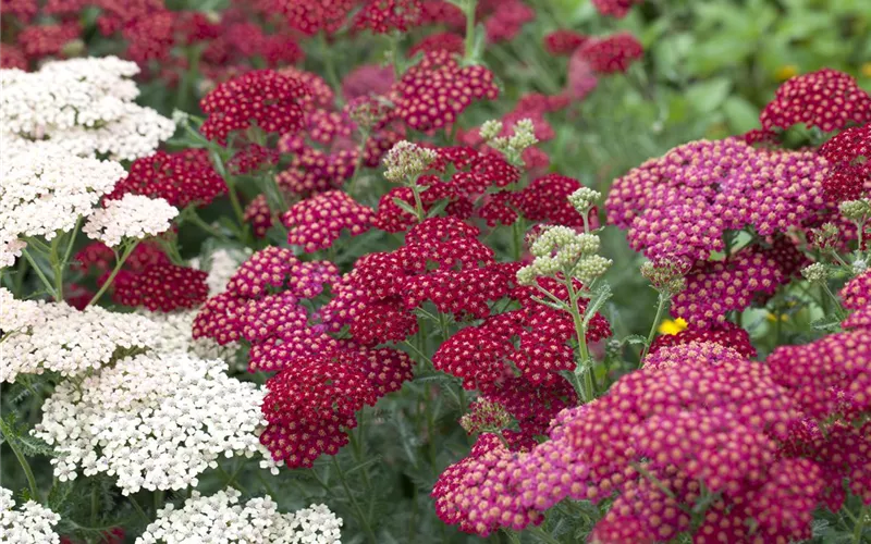 Das Blumenbeet – ein Hingucker in Rot und Rosa