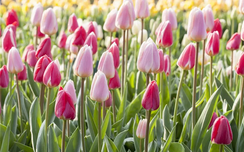 Das Blumenbeet – ein Hingucker in Rot und Rosa