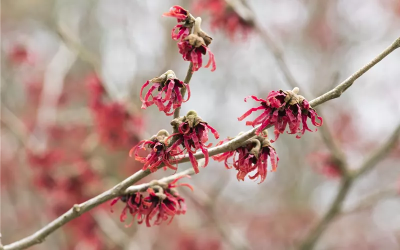 Das Blumenbeet – ein Hingucker in Rot und Rosa