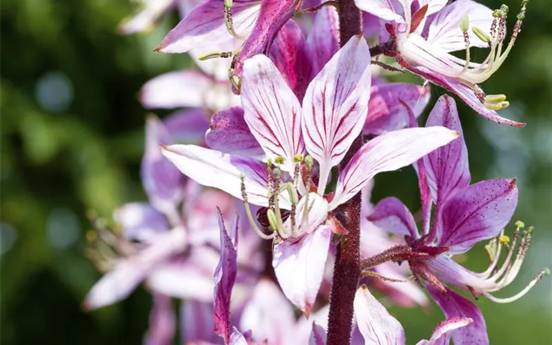 Diptam – Der brennende Busch im Garten