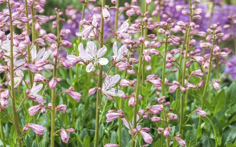 Diptam – Der brennende Busch im Garten