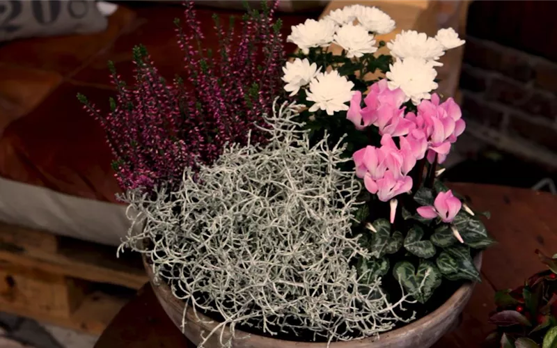 Blumenkübel – Herbstliche Bepflanzung