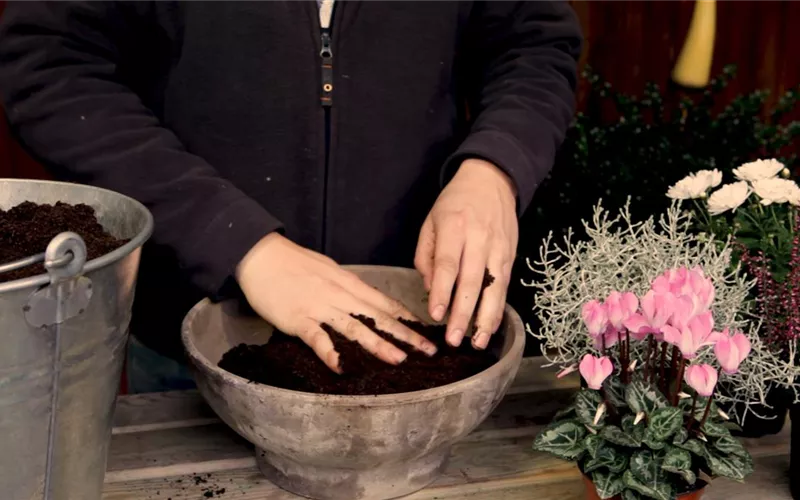 Blumenkübel – Herbstliche Bepflanzung