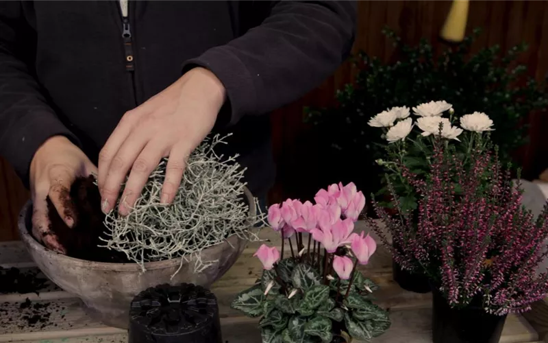 Blumenkübel – Herbstliche Bepflanzung