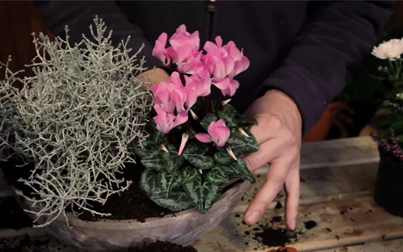 Blumenkübel – Herbstliche Bepflanzung