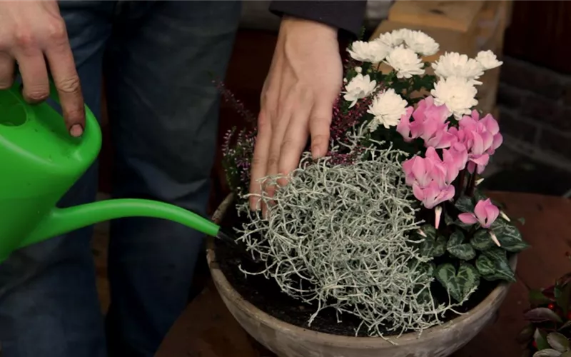 Blumenkübel – Herbstliche Bepflanzung