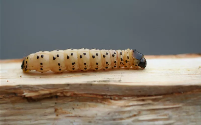 Ökologische Schädlingsabwehr Ökologische Schädlingsabwehr