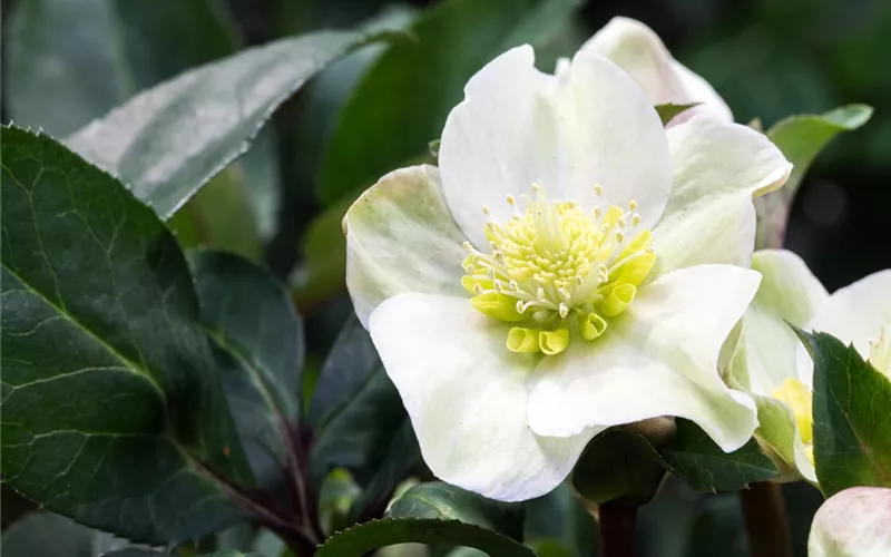 Auch im Winter nicht auf blühende Pflanzen verzichten! Auch im Winter nicht auf blühende Pflanzen verzichten!