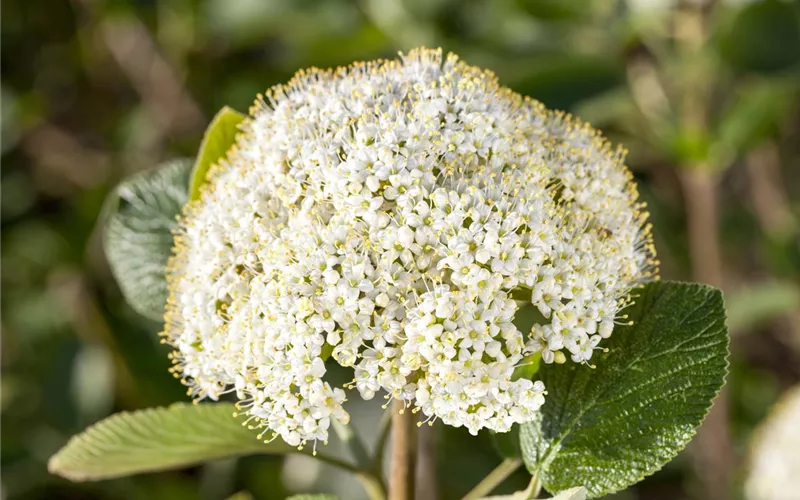 Auch im Winter nicht auf blühende Pflanzen verzichten! Auch im Winter nicht auf blühende Pflanzen verzichten!
