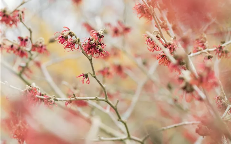Auch im Winter nicht auf blühende Pflanzen verzichten! Auch im Winter nicht auf blühende Pflanzen verzichten!