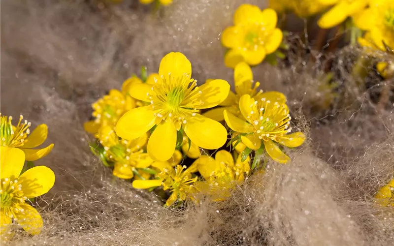 Auch im Winter nicht auf blühende Pflanzen verzichten! Auch im Winter nicht auf blühende Pflanzen verzichten!