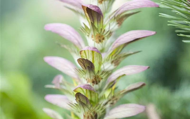 Strukturpflanzen als Architekten im Garten Strukturpflanzen als Architekten im Garten