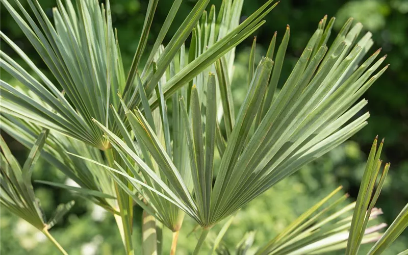 Strukturpflanzen als Architekten im Garten Strukturpflanzen als Architekten im Garten