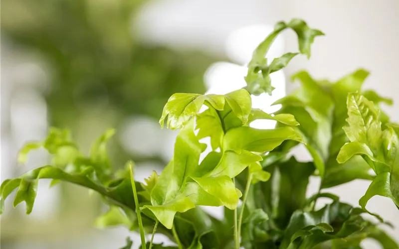 Strukturpflanzen als Architekten im Garten Strukturpflanzen als Architekten im Garten