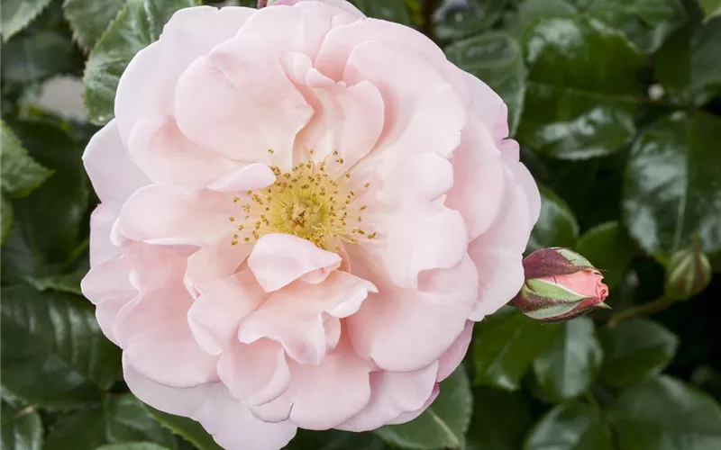 Die Duftrose – Eine Bereicherung für den Garten Die Duftrose – Eine Bereicherung für den Garten